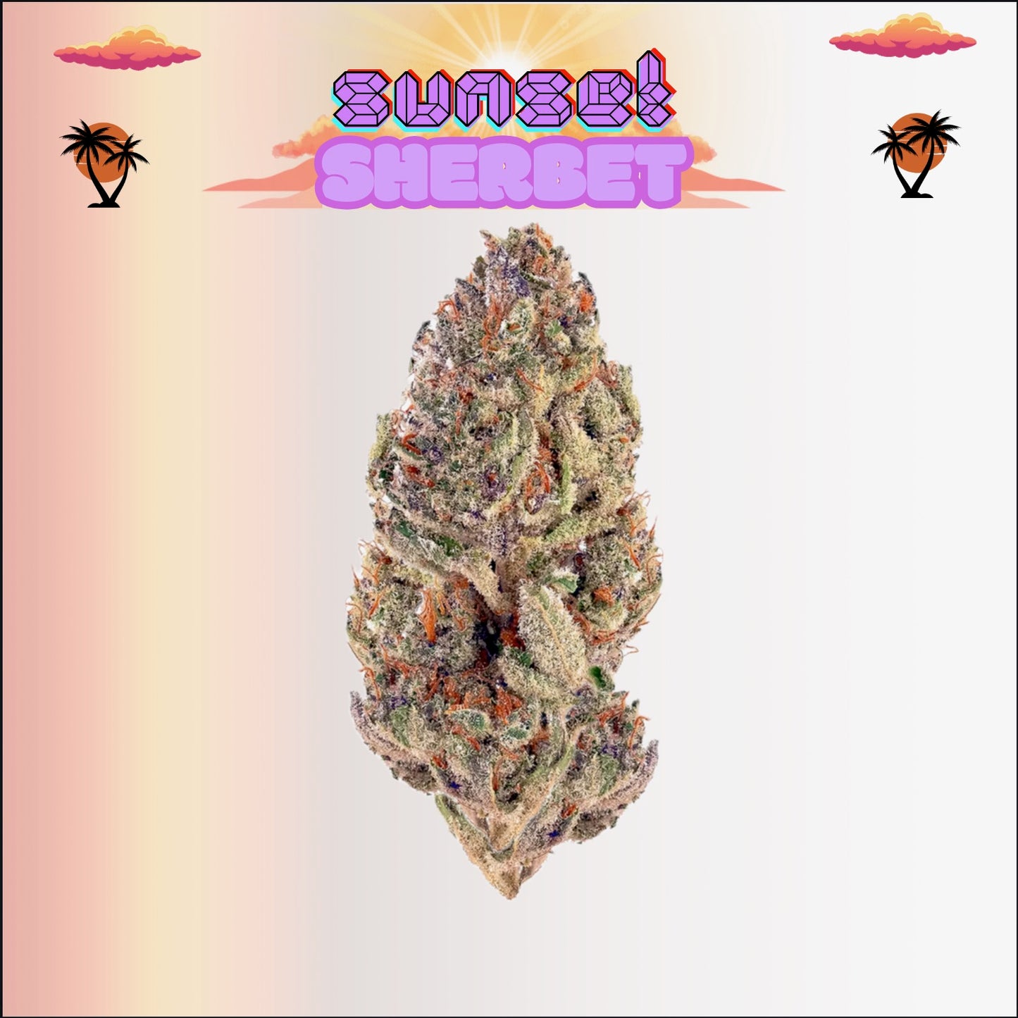 Sunset Sherbet ( smalls ) - 14G - [ AAA ] - Exclusive Flower