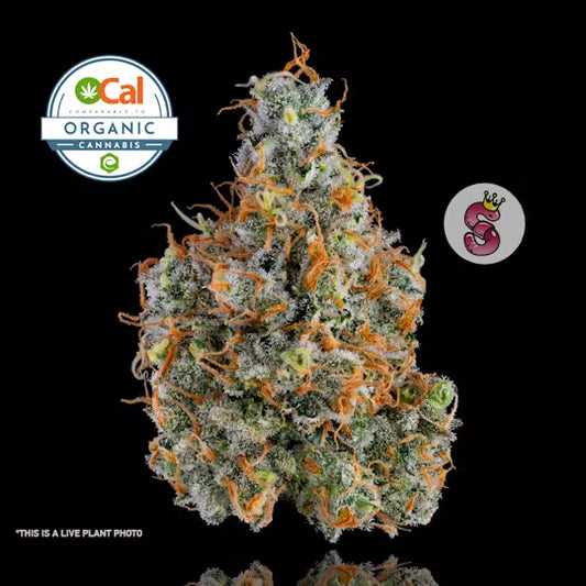 Jack the Ripper - 4G - [ TOP ] - Exclusive Flower